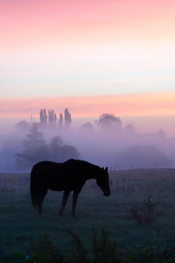 Gite Rural Les Petites Tetes Leuze-en-Hainaut Bagian luar foto